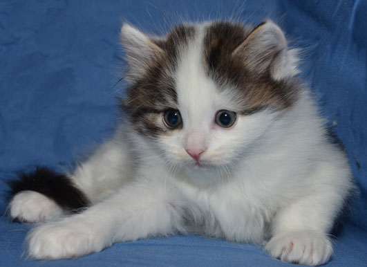 sibirisk kattunge Quincy