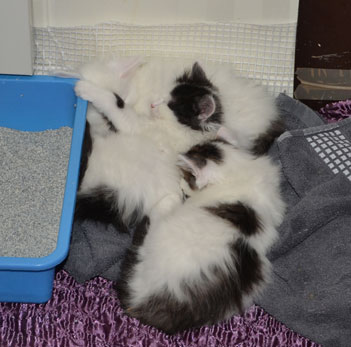 sibirisk kattungar Q-kull
