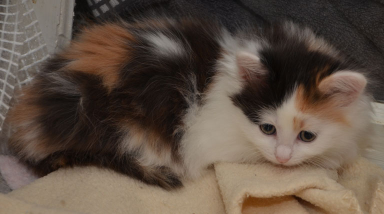 sibirisk kattunge Rowena