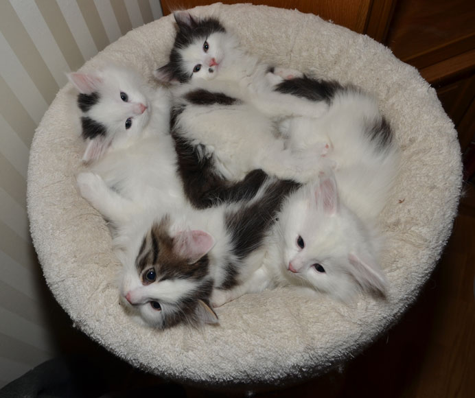 sibiriska kattungar Q-kullen