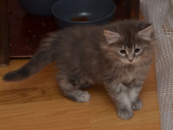 sibirisk kattunge Selene