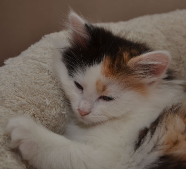 sibirisk kattunge Rowena
