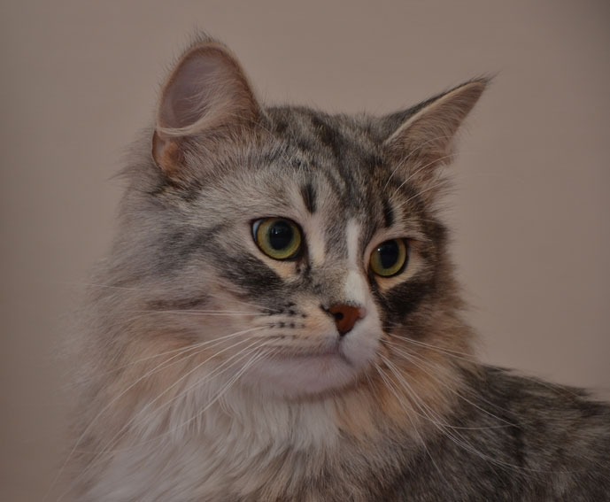 sibirisk katt Leonis