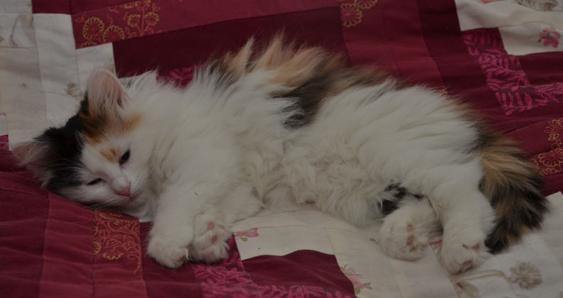 sibirisk kattunge Rowena