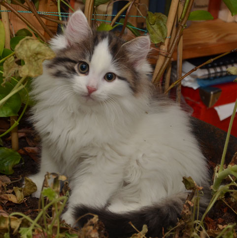 sibirisk kattunge Quincy