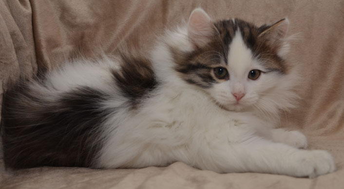 sibirisk kattunge Quincy