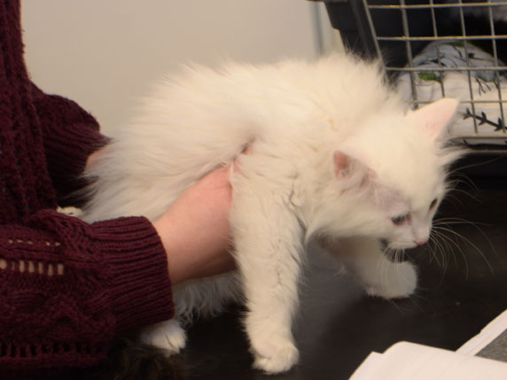 sibirisk kattunge Quorn