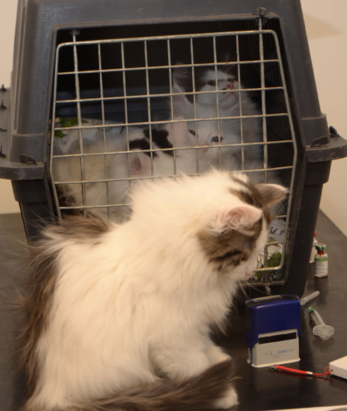sibirisk katt