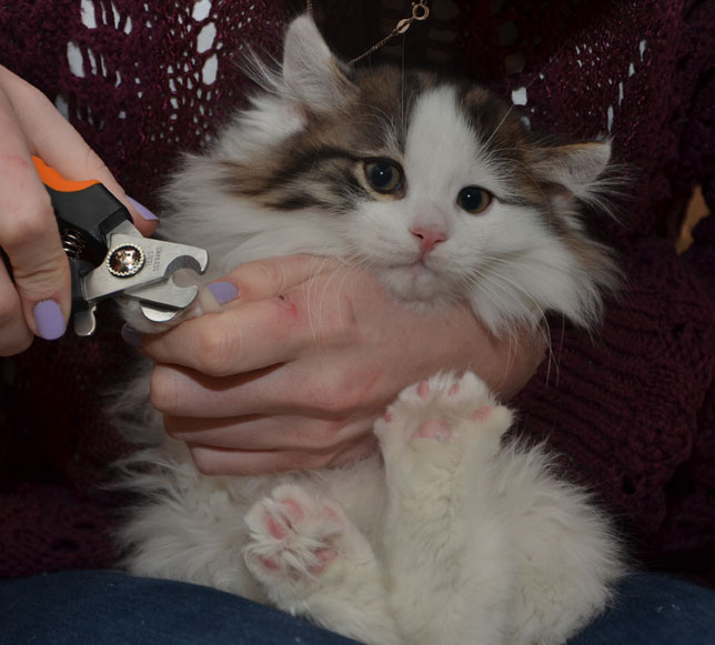 sibirisk kattunge Quincy