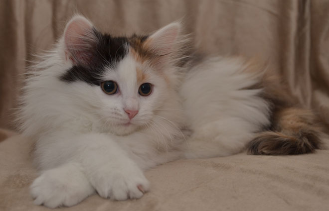 sibirisk kattune Rowena