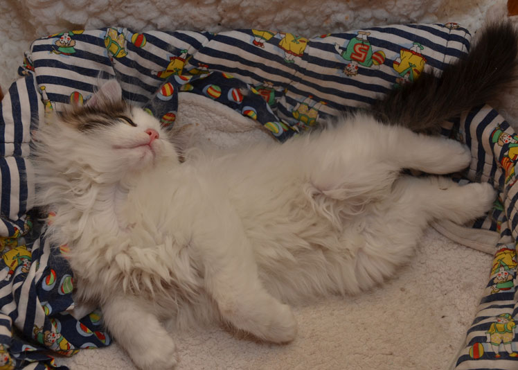sibirisk kattunge Quincy