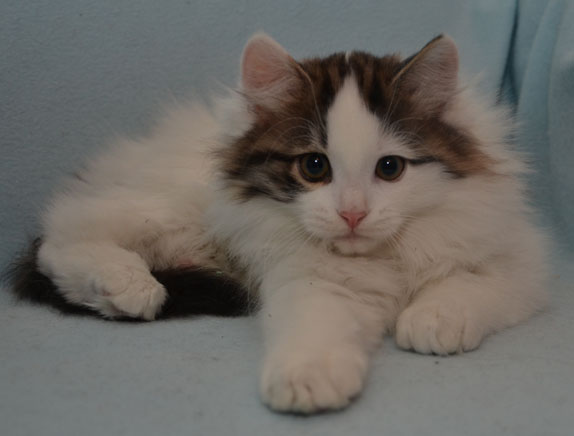 sibirisk kattunge Quincy