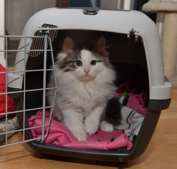 sibirisk kattunge Quincy