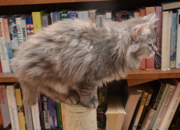 sibirisk kattunge Selene