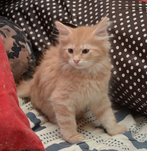 sibirisk kattunge Salazar