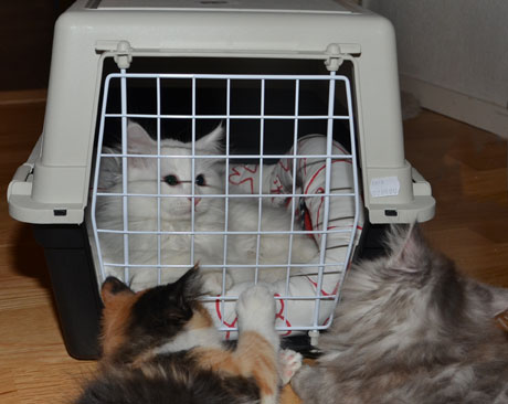 sibirisk katt Quorn