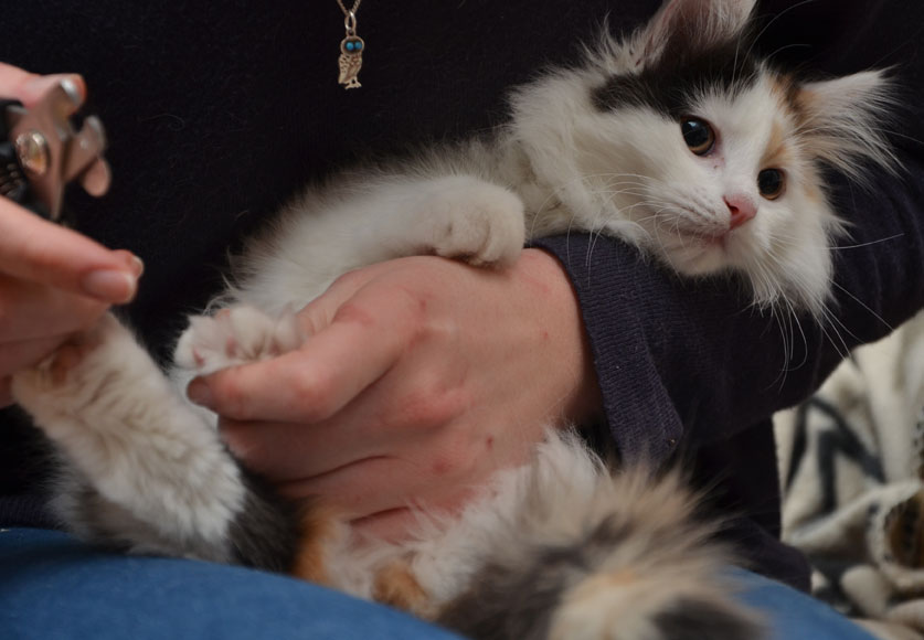 sibirisk kattunge Rowena