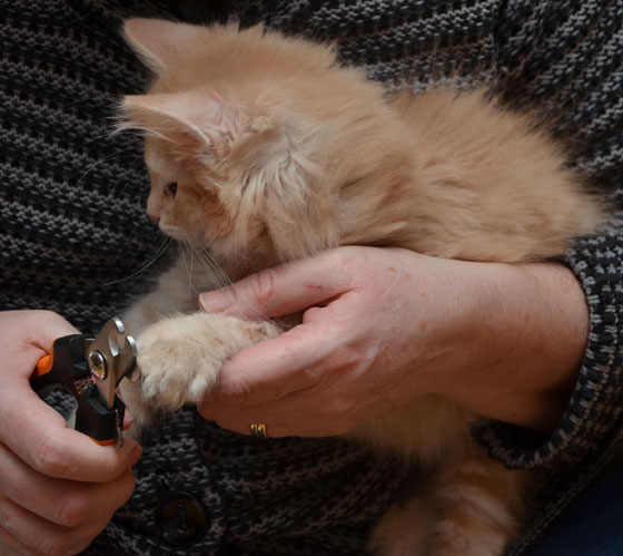 sibirisk kattunge Salazar