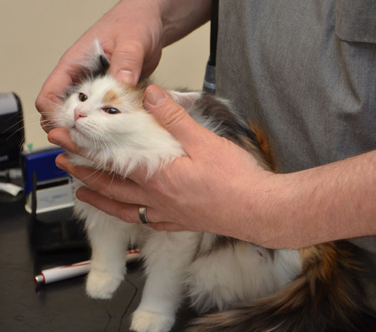sibirisk kattunge Rowena