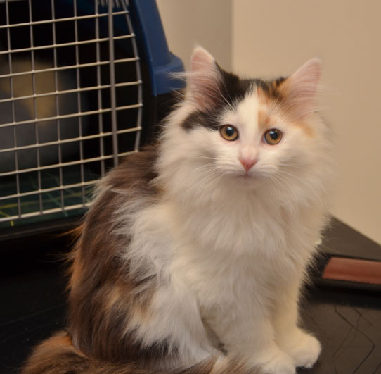 sibirisk kattunge Rowena