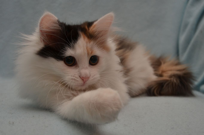 sibirisk kattunge Rowena