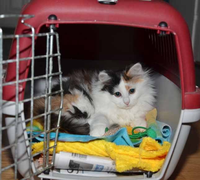sibirisk kattunge Rowena
