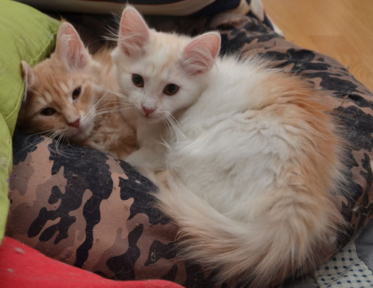 sibiriska katter Remus och Regulus