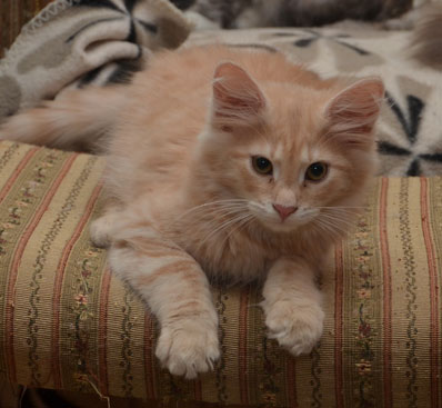 sibirisk kattunge Salazar