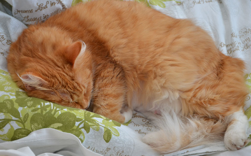 sibirisk katt Queeni
