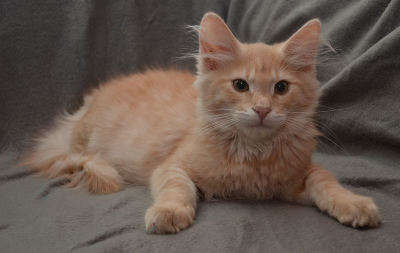 sibirisk katt Salazar