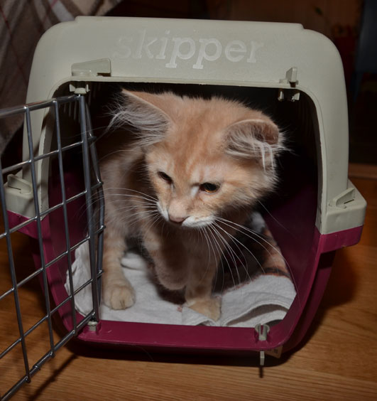 sibirisk kattunge Salazar