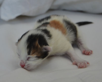 sibirisk kattunge Tracie