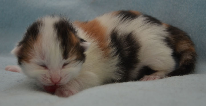sibirisk kattunge Tracie
