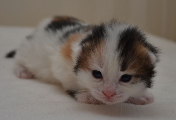 sibirisk kattunge Tracie