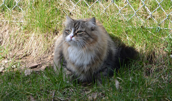sibirisk katt Mitzi