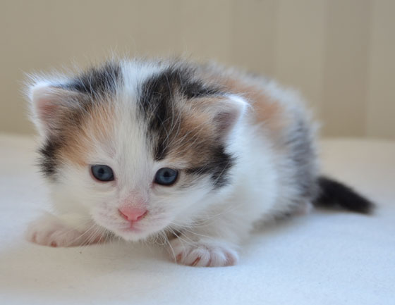 sibirisk kattunge Tracie