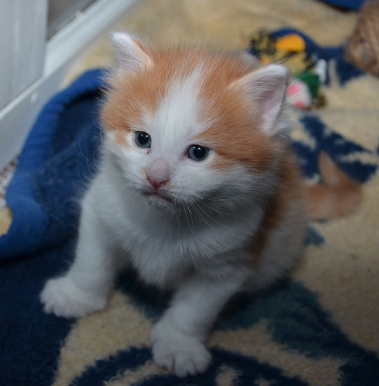 sibirisk kattunge Thor