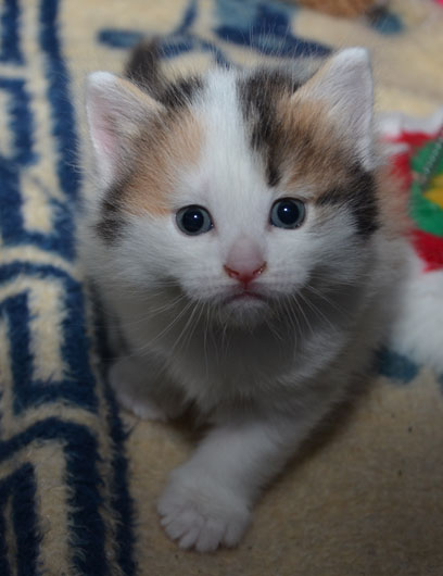 sibirisk kattunge Tracie