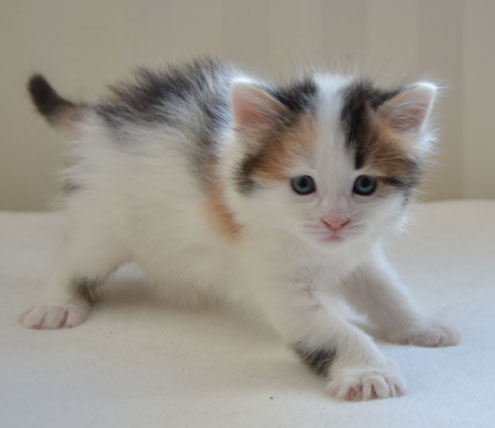 sibirisk kattunge Tracie