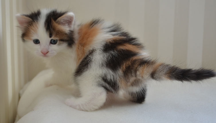 sibirisk kattunge Tracie