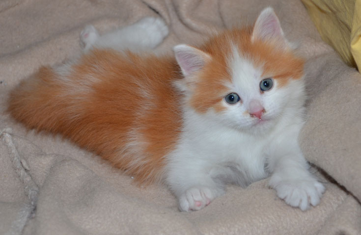 sibirisk katt Thor