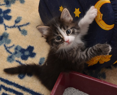 sibirisk katt Tellus
