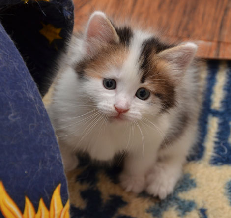 sibirisk katt Tracie