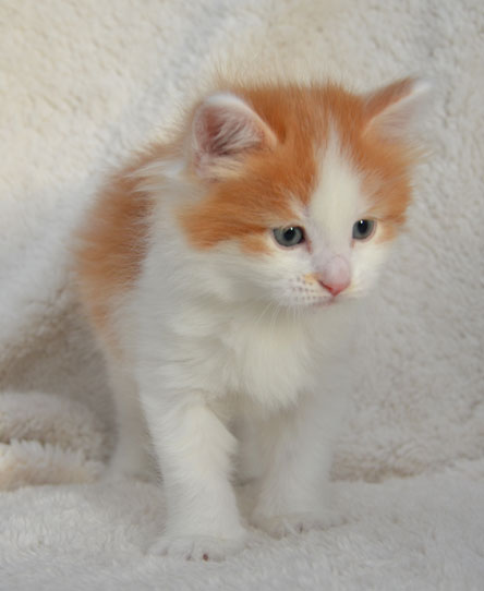 sibirisk kattunge Thor