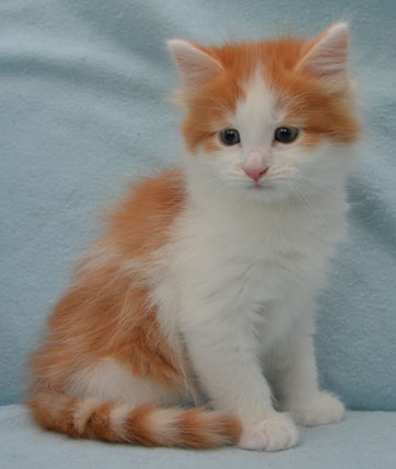 sibirisk kattunge Thor