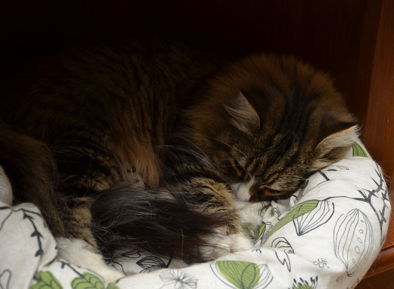 sibirisk katt Mitzi