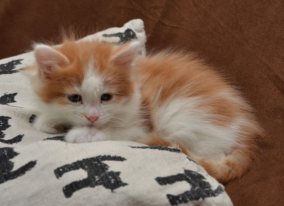 sibirisk katt Thor