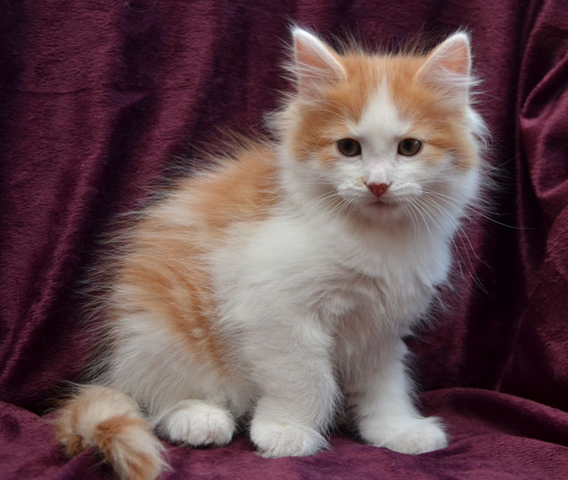 sibirisk kattung Thor