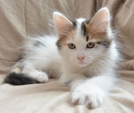 sibirisk katt Tracie
