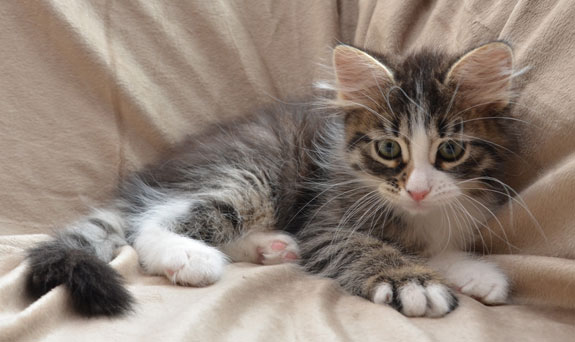 sibirisk kattunge Tellus